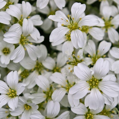 CERASTIUM